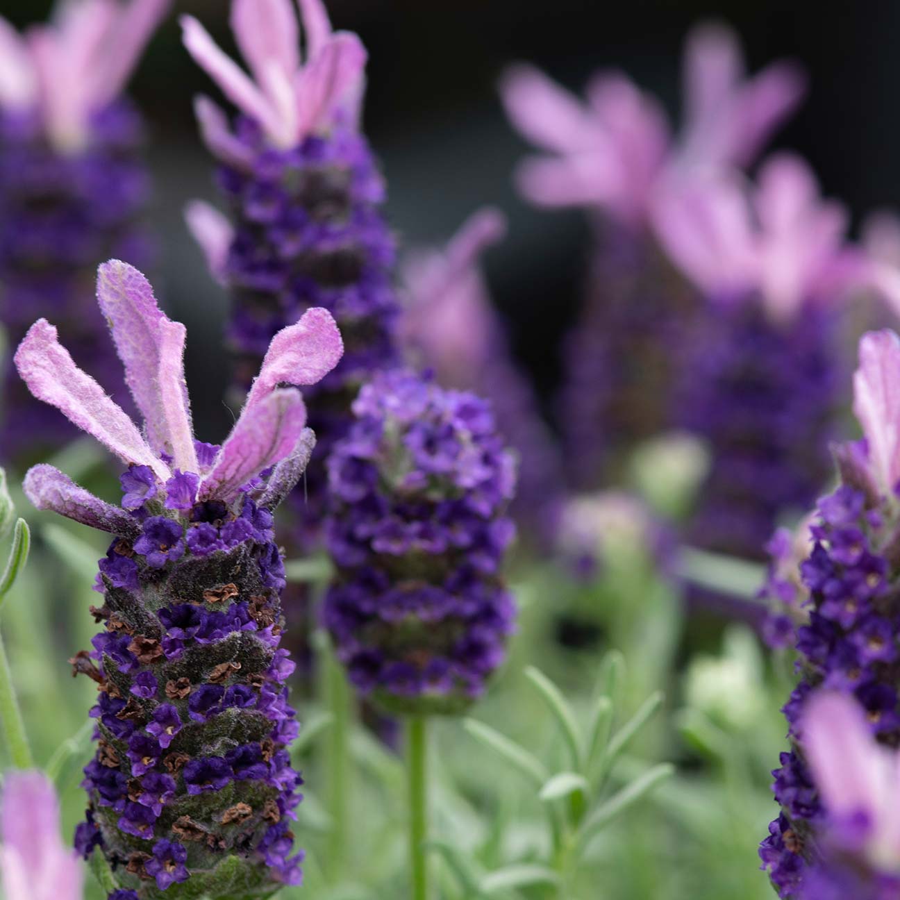 N Lavandula Angustifolia(Lavender) Water image 2